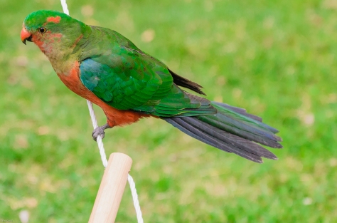 King Parrot, Victoria Australia.